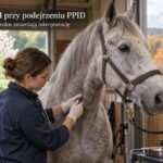Lekarka weterynarii bada konia przy podejrzeniu PPID